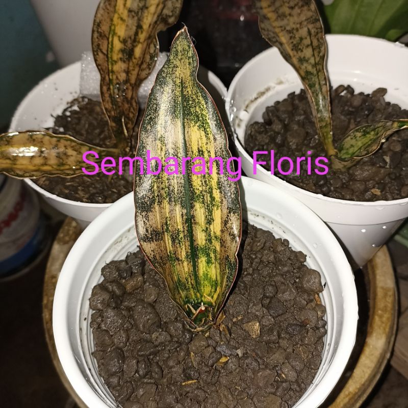 Sansevieria Kirkii Variegata / Sansevieria Kirkii Brown Variegata