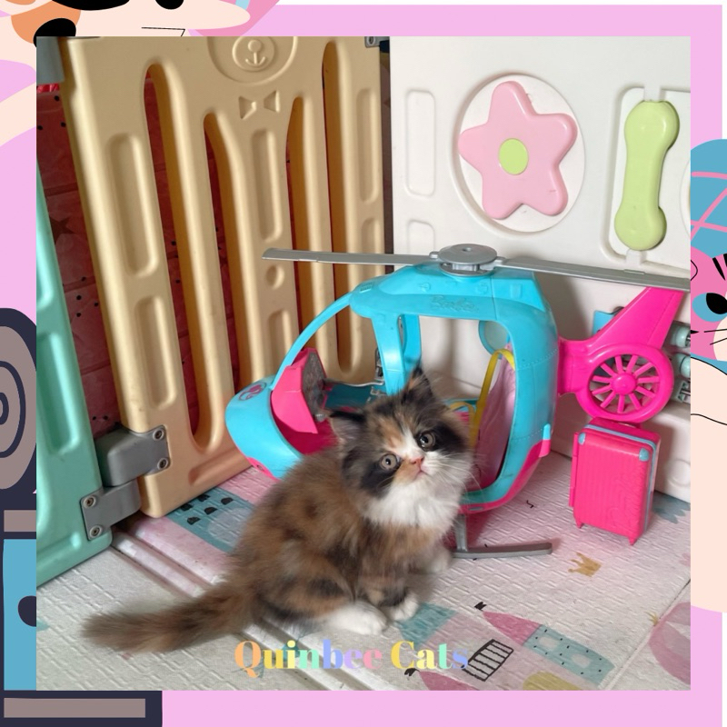 Kucing Persia Peaknose turun betina calico