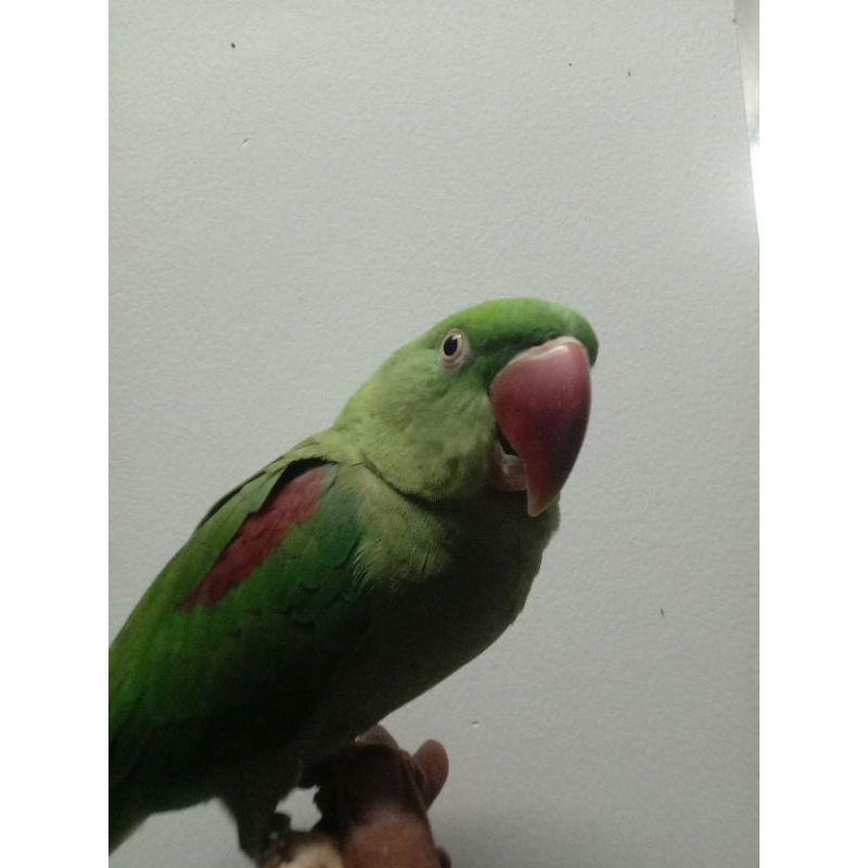 burung parkit australia