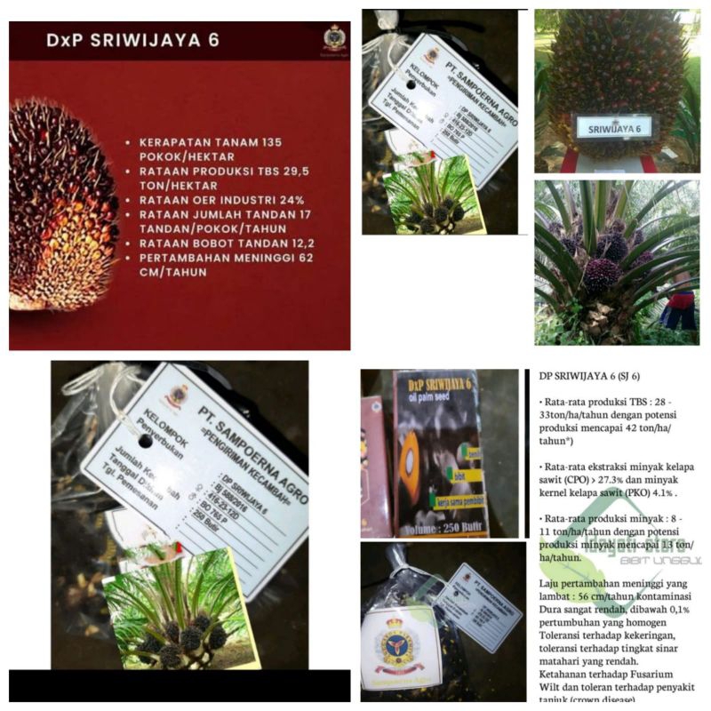 benih kelapa sawit original DxP Sriwijaya 6