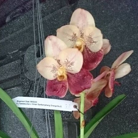 Anggrek Vanda hybrid Thailand kondisi spike knop Dewasa jumbo