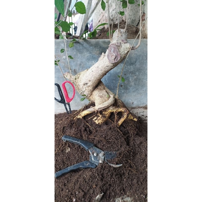 bonsai serut besar berkarakter sudah subur realpict