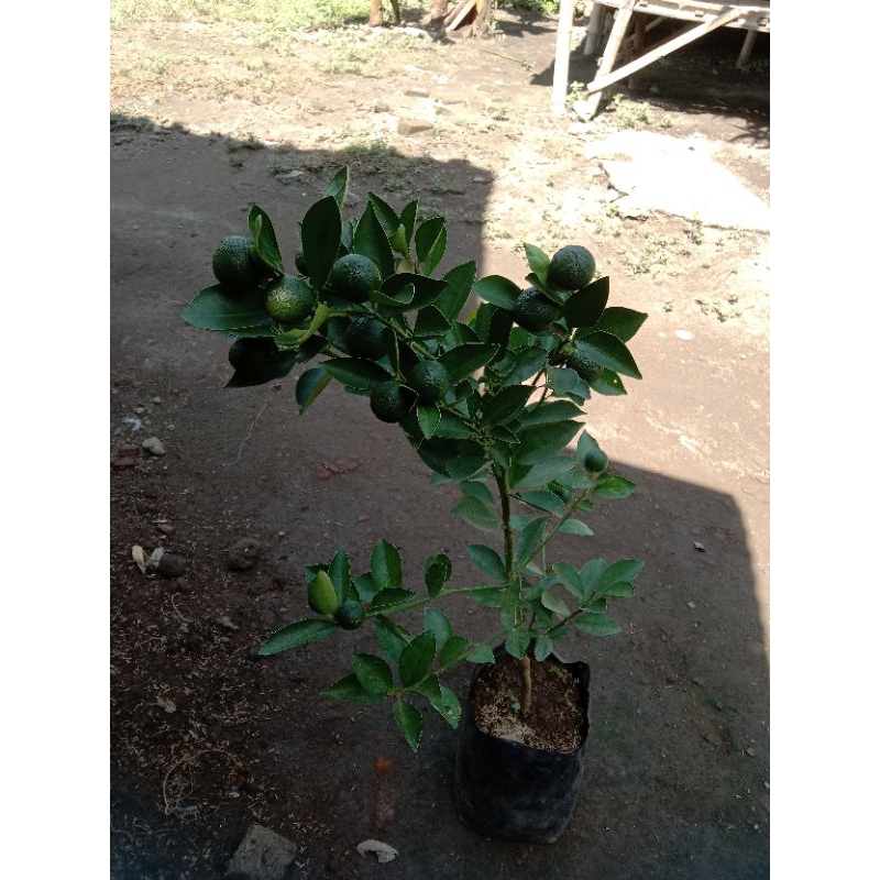 

jeruk siem & Santang madu