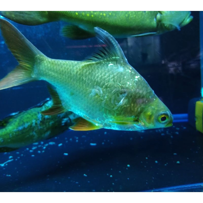 Kaviat Hijau / Kaviat Bangkok / Kapiat Tankmate