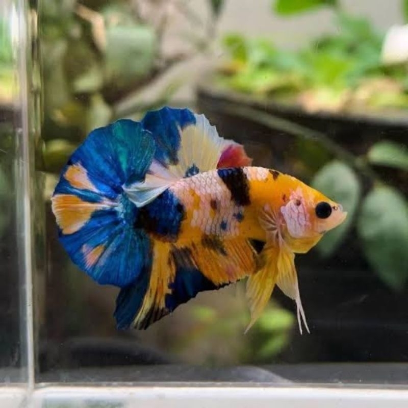 Sepasang Cupang Yellow Koi