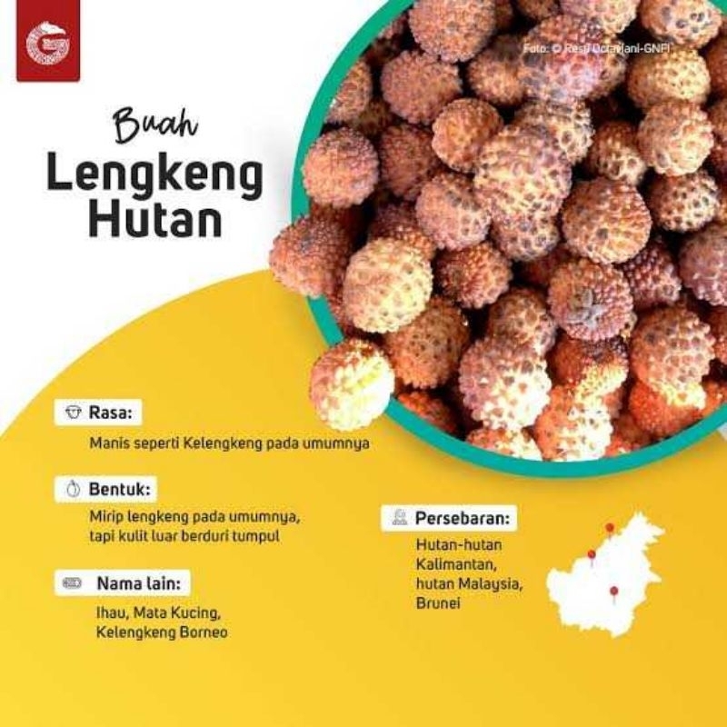 

Klengkeng Hutan Khas Kaalimantan