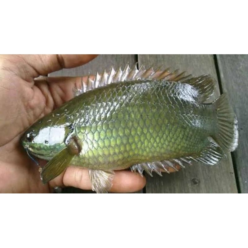Ikan Betok/Betik/Papuyu