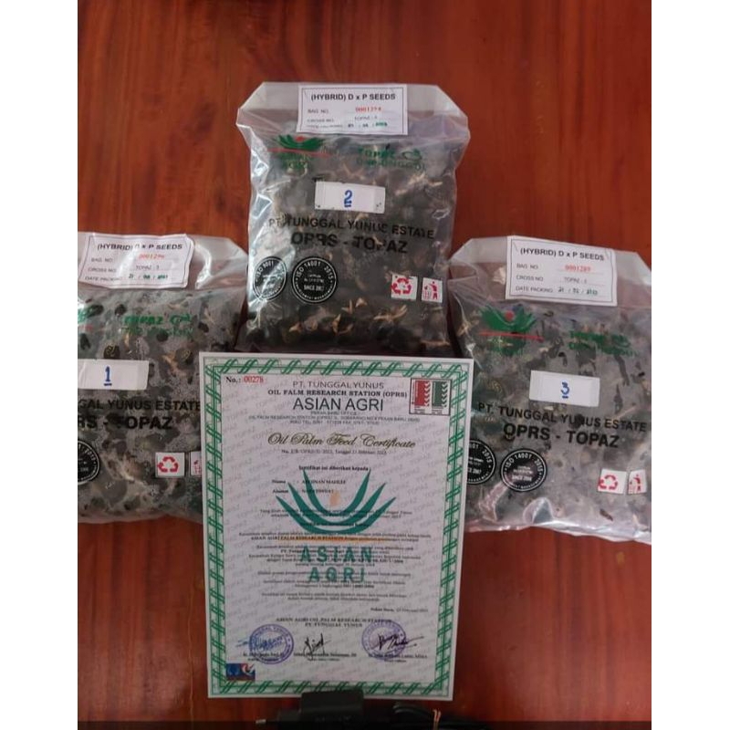 bibit benih kecambah sawit DxP TOPAZ GT