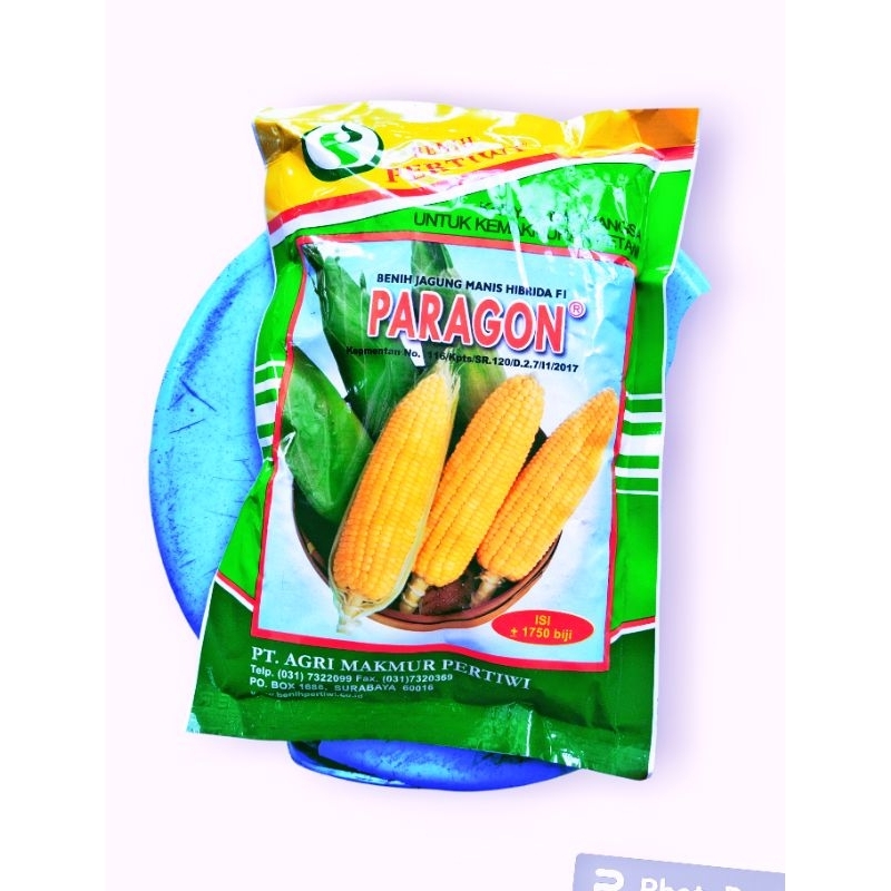Bibit Jagung Manis Paragon
