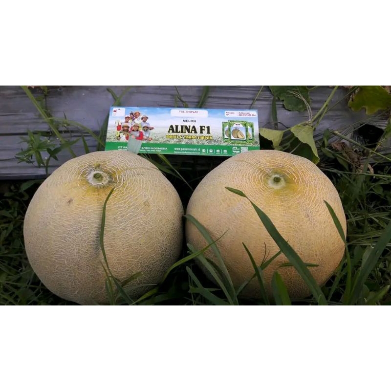 BENIH PARIA TANJUNG 11 ISI 100 PCS