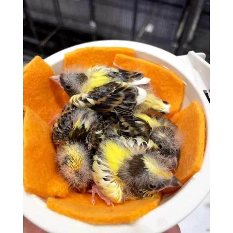 Kenari Jantan Seri Loper - AFS