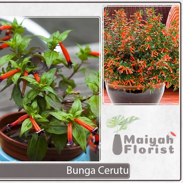 Tanaman Hias Hidup Bunga Cerutu Orange - Cuphea ignea - Cerutu Meksiko