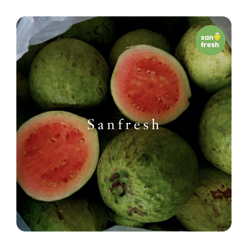 

Jambu Batu Merah Manis dan Renyah - Sanfresh