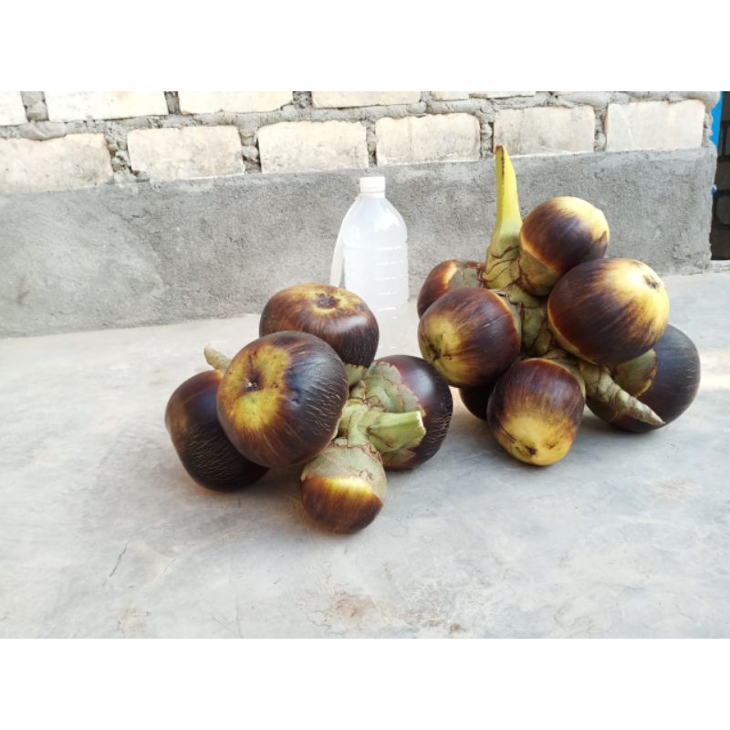 Paket 3 Buah Lontar Utuh Dan Air Legen Tuban isi 1,5liter