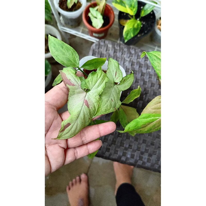 syngonium pink salmon ekonomis
