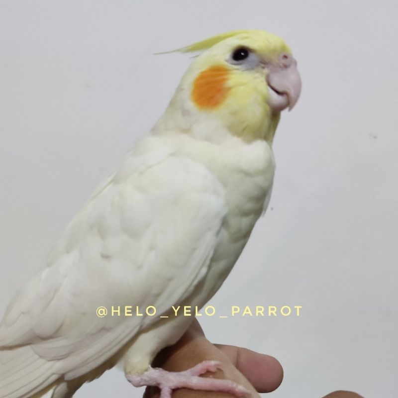 Parkit Australia / Falk / Cockatiel Lutino MM