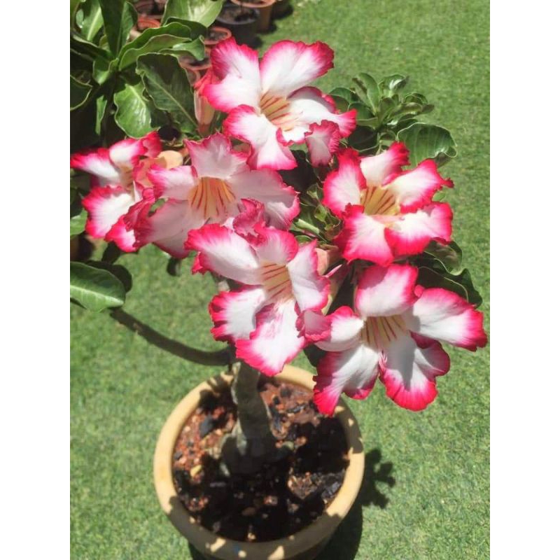 adenium bunga tumpuk/kemboja/tanaman hias hidup adenium/benih kamboja/bunga taman benih/bunga HIDUP