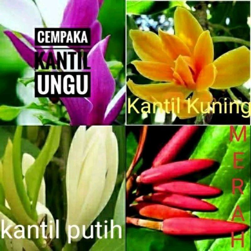 Tinggi 1M Pohon Bunga Kantil - Kantil Putih - Kantil Kuning - Kantil Merah