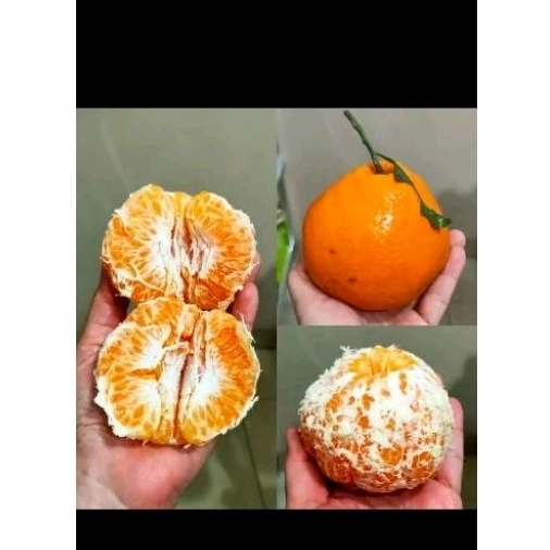 

jeruk dekopon / papagan