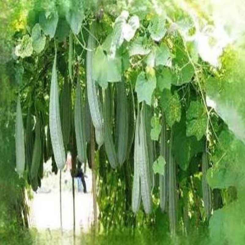 4 Biji - Benih Oyong F1 GRANDIA / Bibit Oyong F1 GRANDIA