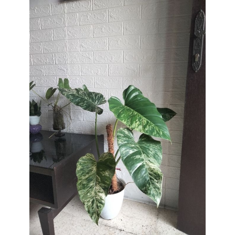 Philodendron Gigantium Marble
