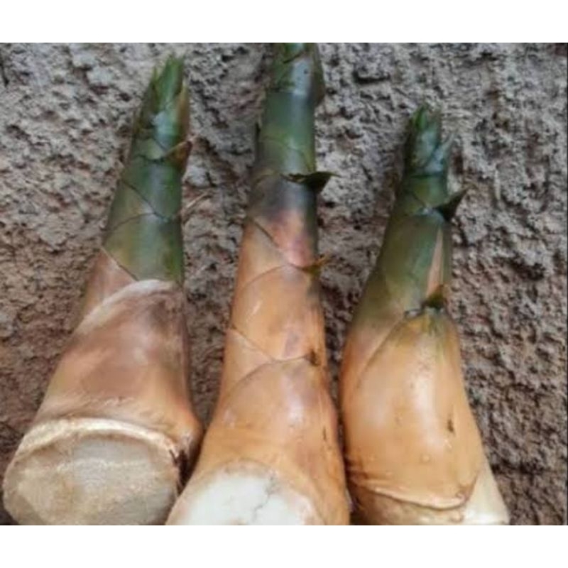 

Rebung bambu kuning segar 1 kg