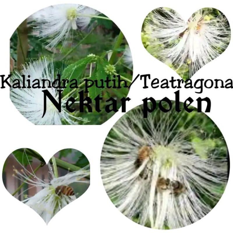 biji Kaliandra putih isi -+350
