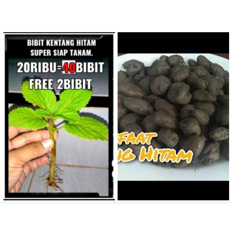 

bibit kentang hitam siap tanam dan perawatan . kentang kleci, kentang bulu,super termurah