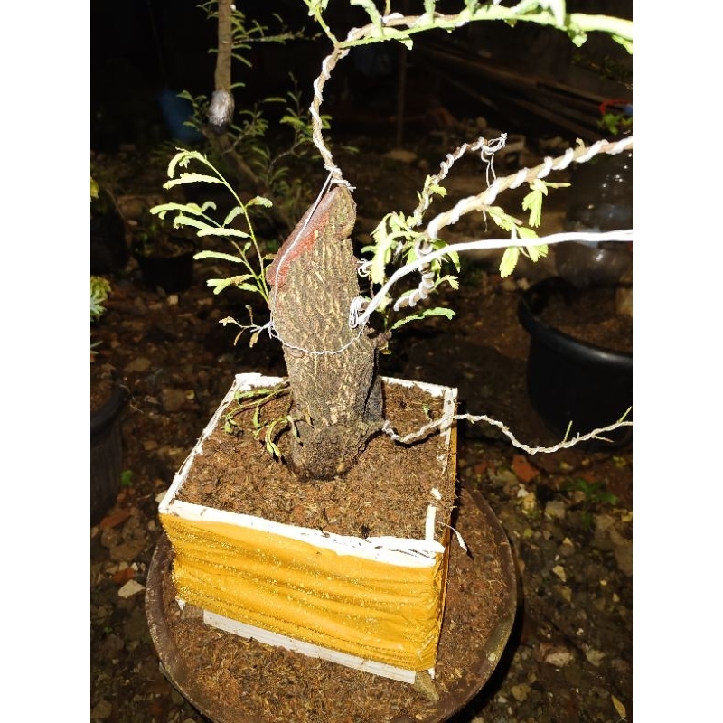 Bonsai Asem Jawa