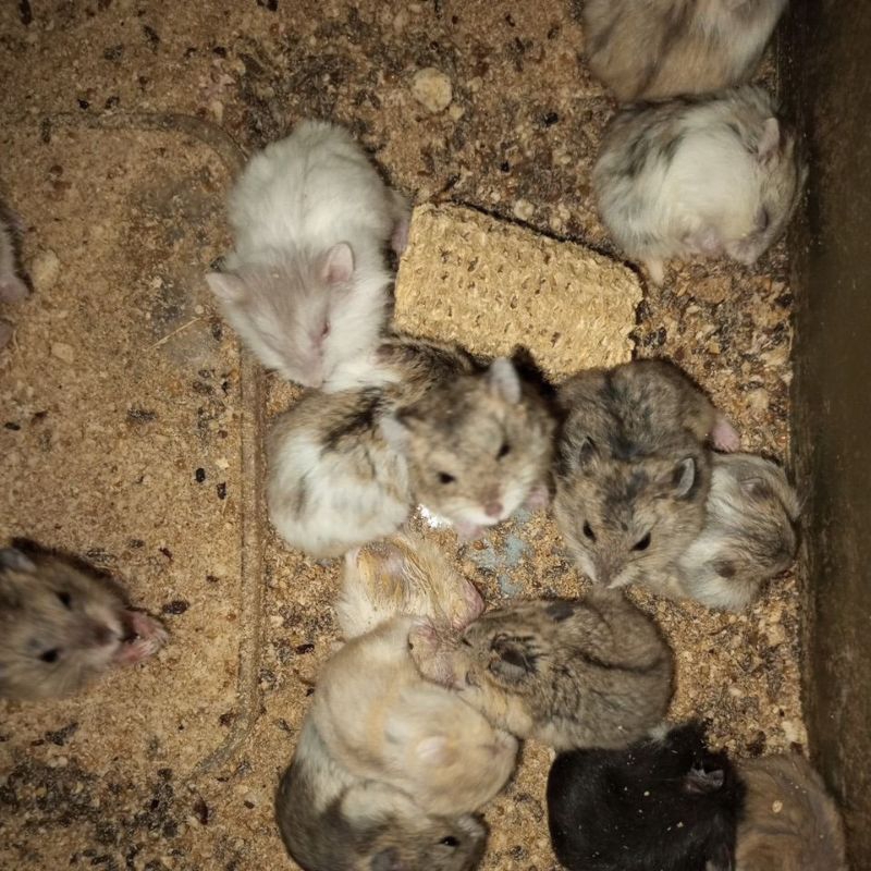 

Box Packing Kambel Biasa Semarang✅