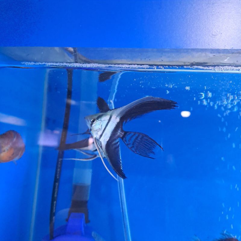 MANFISH BW / ANGELFISH BLACK WHITE SLAYER