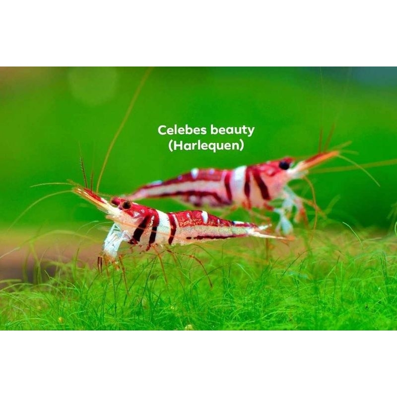udang sulawesi celebes beauty/harly queen/udang hias