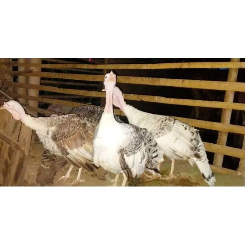 Ayam kalkun Jantan Royal Palm usia 7bulan