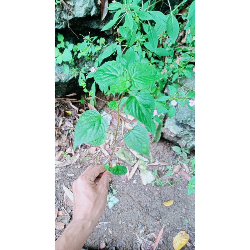 daun jelatang /lateng 500gr