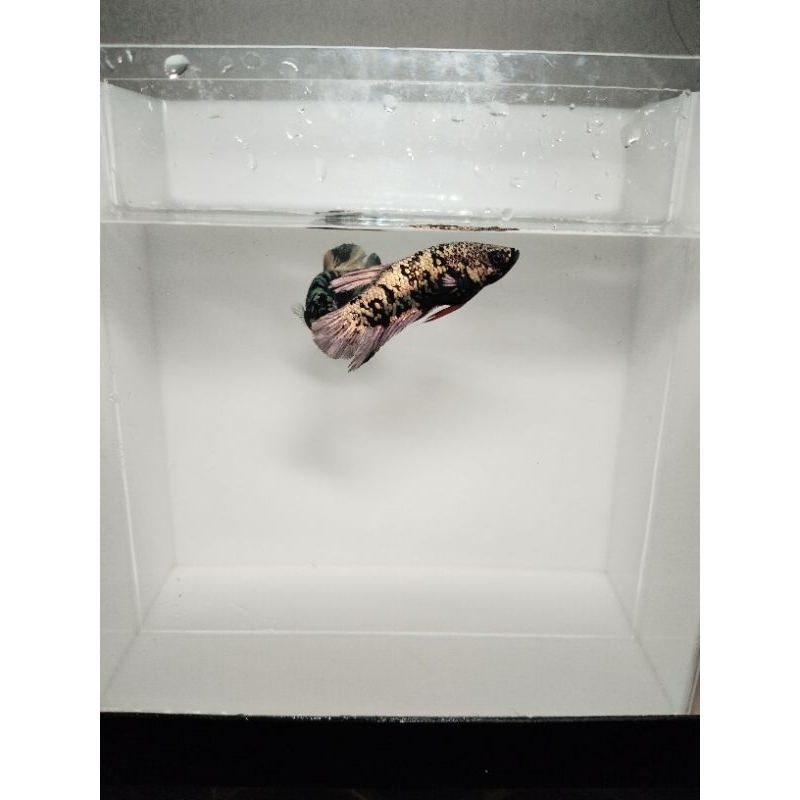 Cupang Avatar Cooper / Avatar Cooper Gold