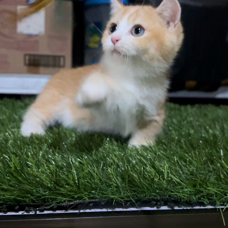 kucing munchkin british shorthair
