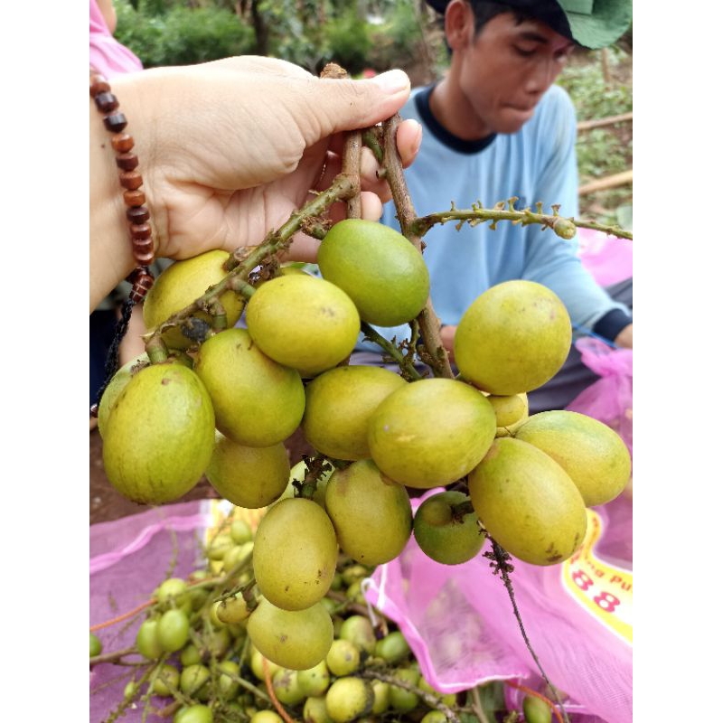 

Buah_matoa_asli_1kg_super_manis.