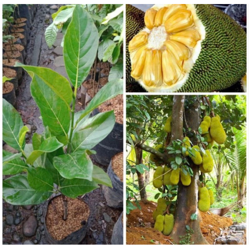 Bibit buah nangka madu