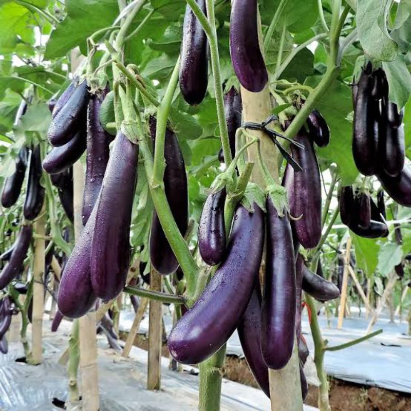 30 Biji Terong Ungu Hybrida Pertiwi | Benih Terong Ungu Panjang | Bibit Terong Ungu