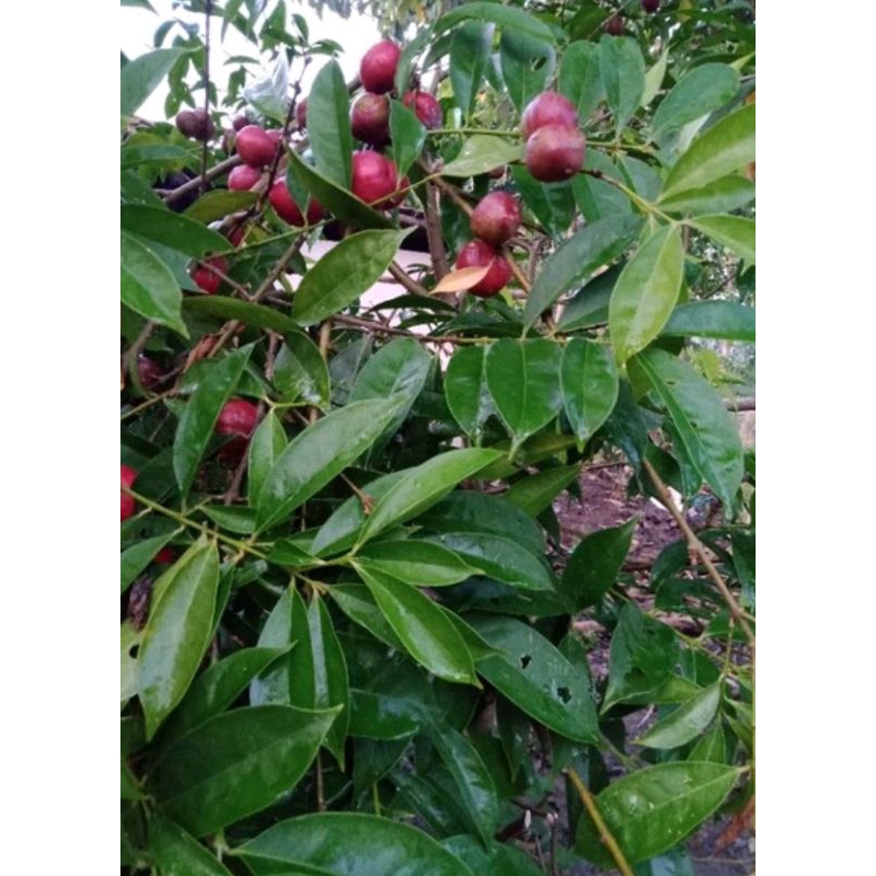 Daun mahkota dewa / segar atau kering / tanaman herbal