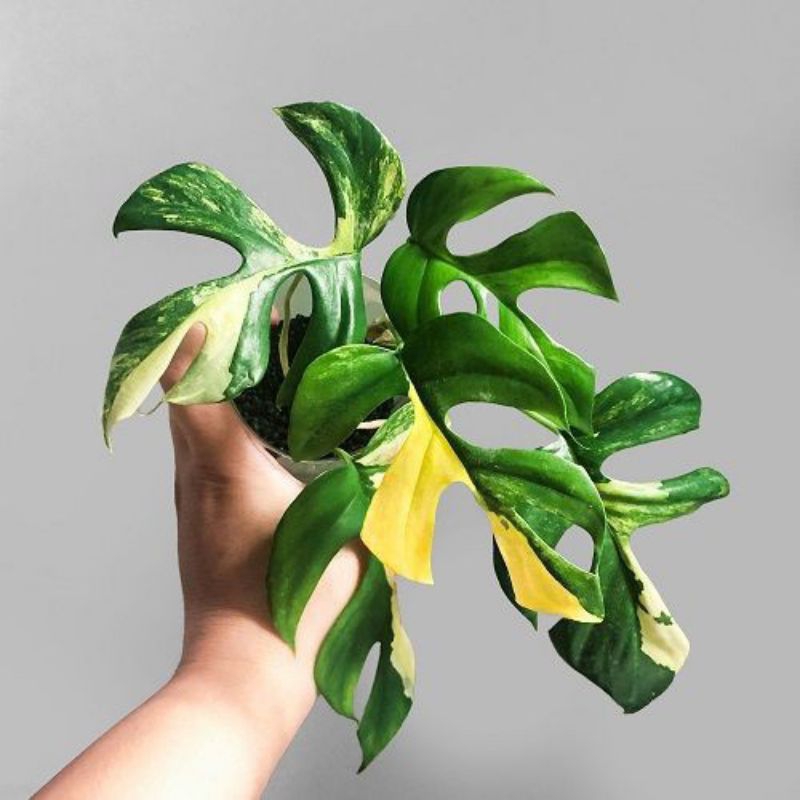 Monstera Rhapidopora Pertusa