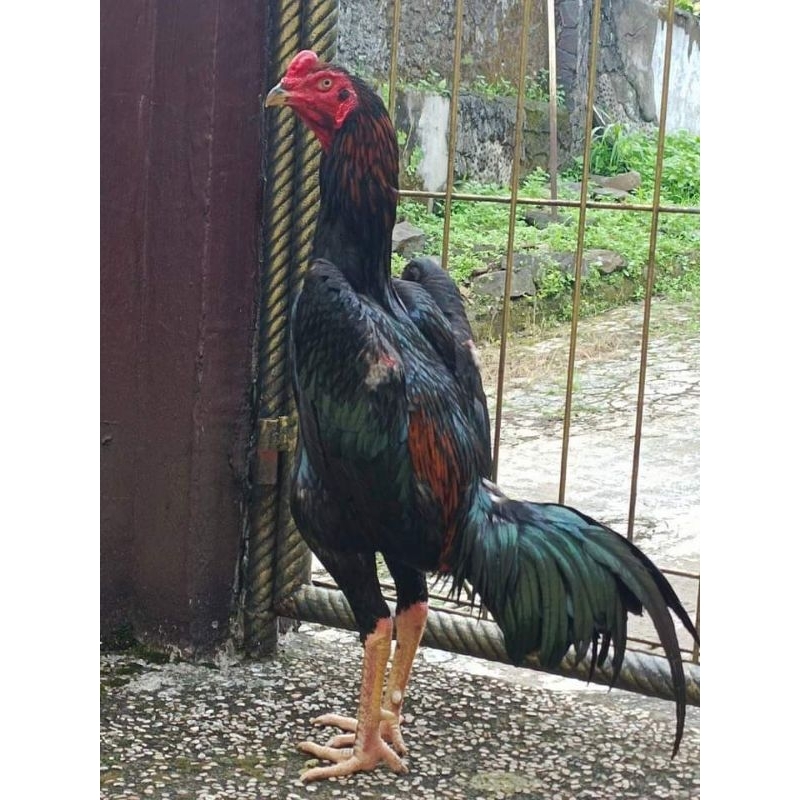

TELUR TETAS AYAM KOYNGON FERTIL ORI