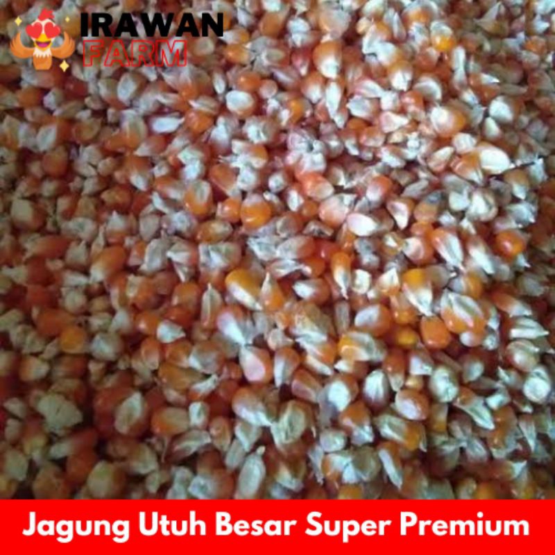 

JAGUNG KERING UTUH 1KG