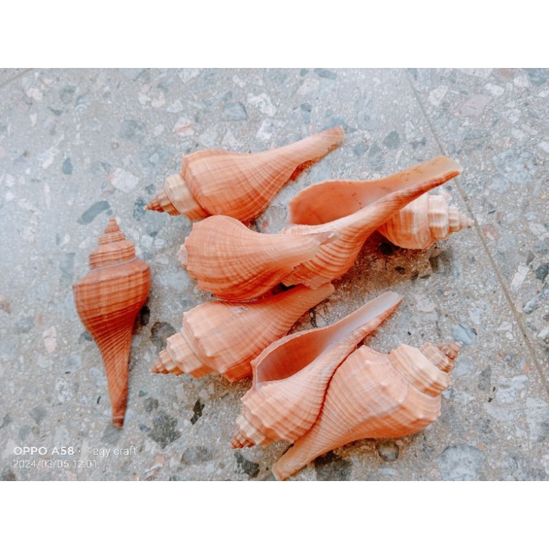 

CANGKANG KERANG UNEM