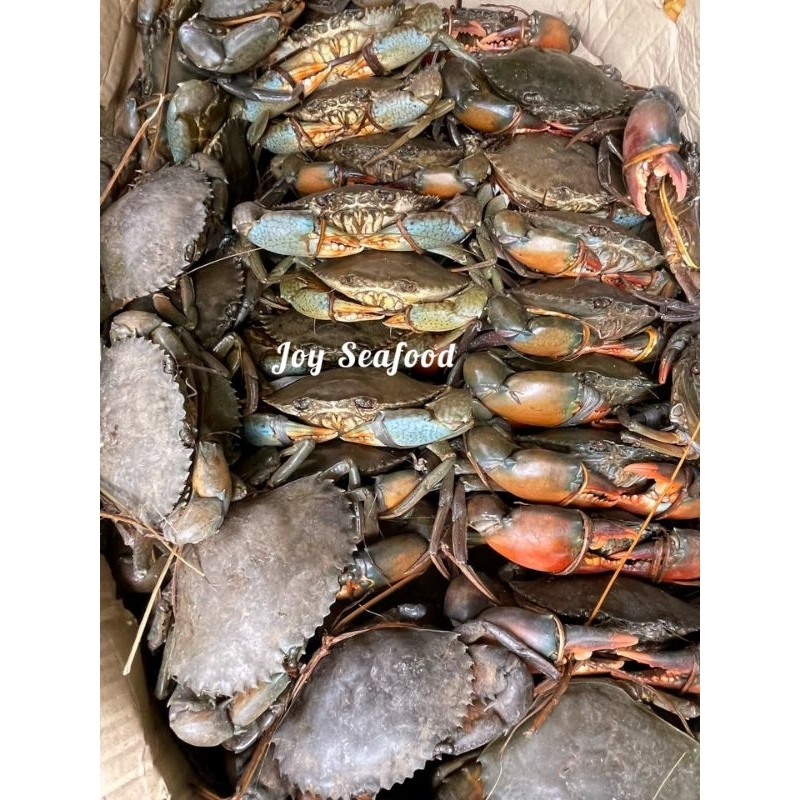 

Kepiting Bakau uk Kecil