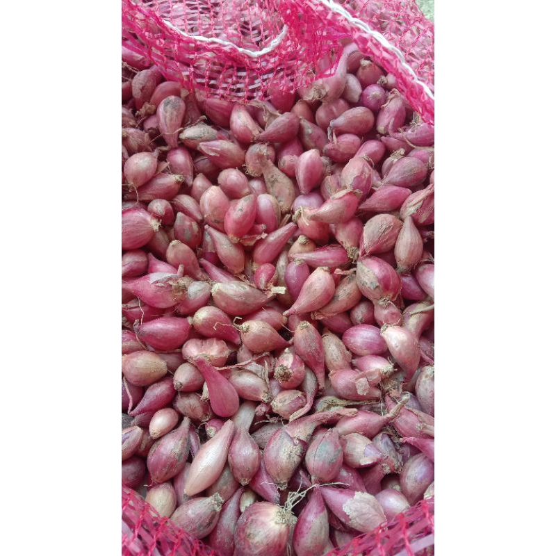 

bawang merah brebes uk kecil