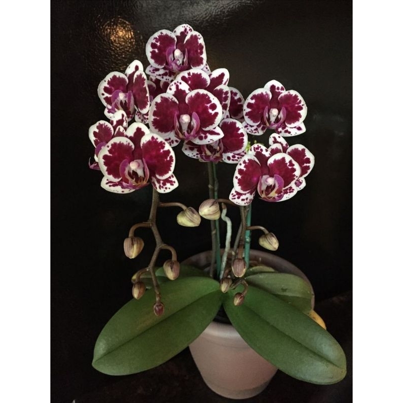 anggrek dendrobium caesar red dewasa rimbun /spike