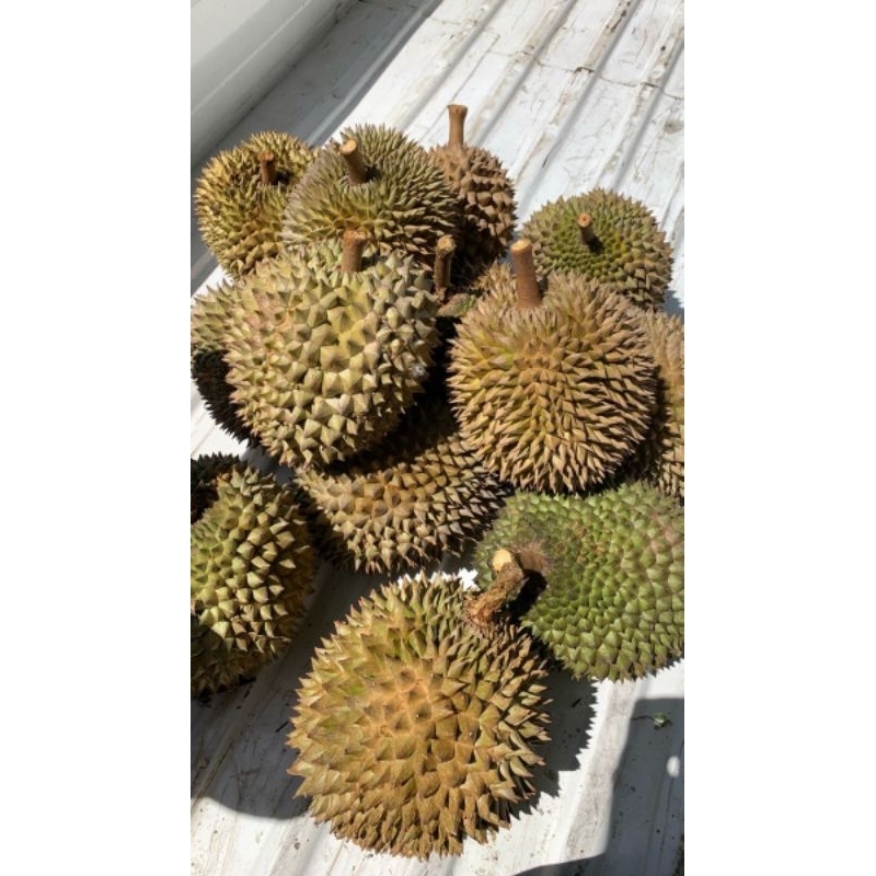 

PAKET HEMAT DURIAN ISI 5 biji