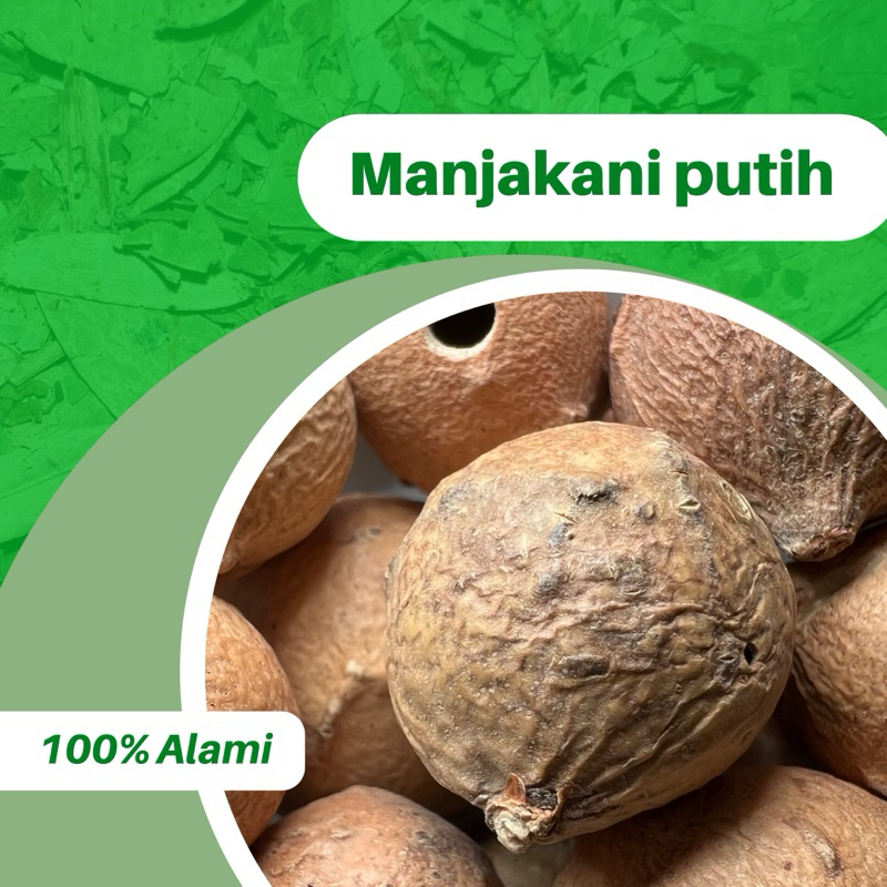 

1KG MANJAKANI PUTIH WHITE GALLNUTS 100% ASLI