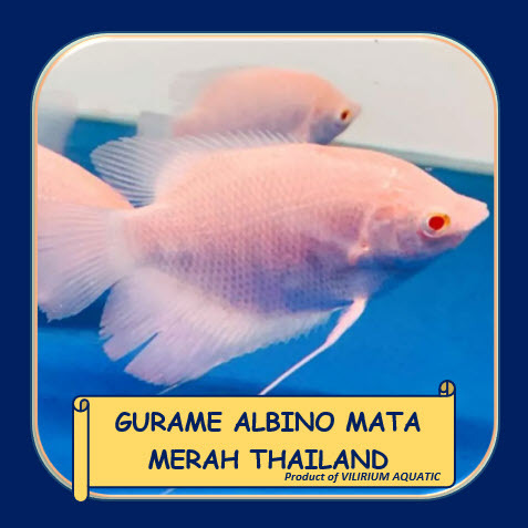 IKAN HIAS AIR TAWAR - GURAME MATA MERAH THAILAND (SIZE JUMBO)